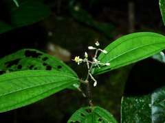 Miconia sastrei