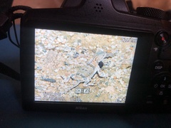 Phrynocephalus versicolor