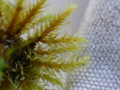 Mniodendron colensoi