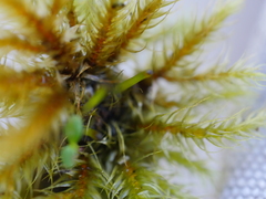 Mniodendron colensoi