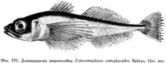 Longfin Baikal Sculpin photo 2