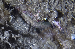 Haliotis tuberculata