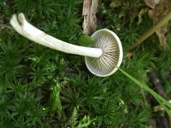 Entoloma albogriseum