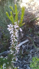 Erica rubiginosa