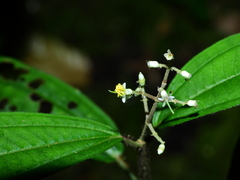 Miconia sastrei