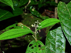 Miconia sastrei