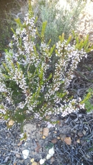 Erica rubiginosa