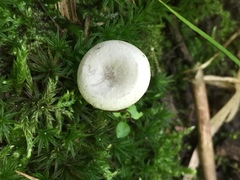 Entoloma albogriseum