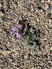 Scutellaria grandiflora