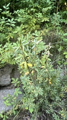 Rhododendron parvifolium