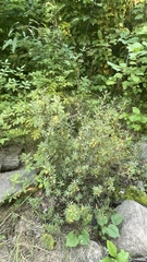 Rhododendron parvifolium