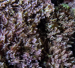 Ellisolandia elongata