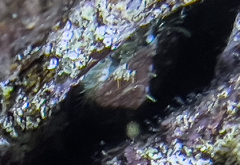 Haliotis tuberculata