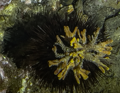 Axinella verrucosa