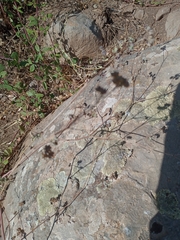 Bupleurum libanoticum