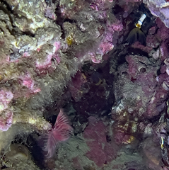 Serpula vermicularis