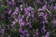 Dicliptera clinopodia