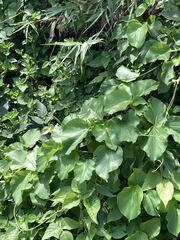 Acalypha grandibracteata