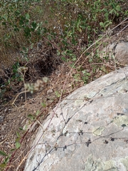 Bupleurum libanoticum