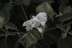 Barleria albostellata