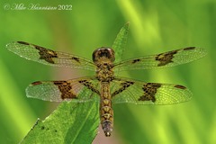 Perithemis tenera