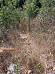 Thinopyrum intermedium intermedium