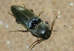 Diplostethus texanus
