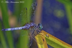 Pachydiplax longipennis