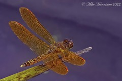 Perithemis tenera