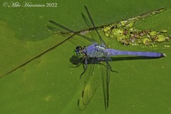 Erythemis simplicicollis