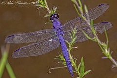 Libellula incesta
