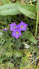 Gentiana aristata