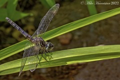 Pachydiplax longipennis