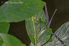 Erythemis simplicicollis