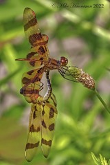 Celithemis eponina