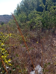 Thinopyrum intermedium intermedium