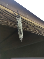 Phassus zapalinamensis