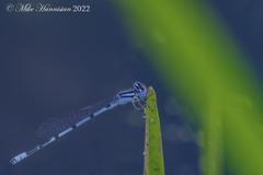 Enallagma doubledayi