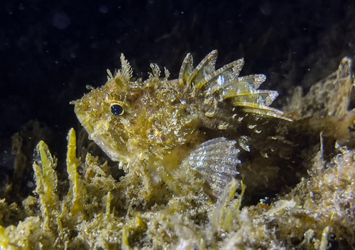 Photo of Black scorpionfish (Scorpaena porcus)