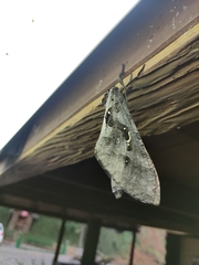 Phassus zapalinamensis