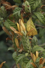 Metarungia longistrobus