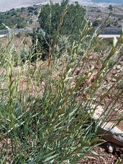 Thinopyrum intermedium intermedium