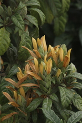 Metarungia longistrobus