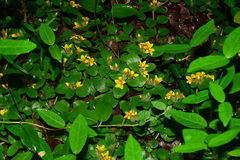 Lysimachia tashiroi