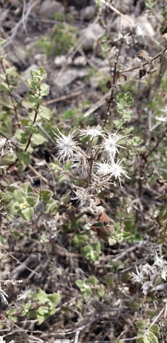 Image of Brickellia veronicifolia by (c) Ricardo Olivo Rodríguez, some rights reserved (CC BY-SA)