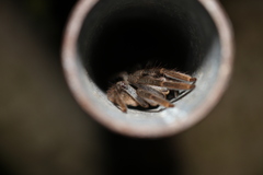 Isopedella victorialis