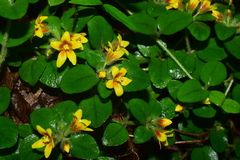 Lysimachia tashiroi