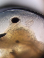 Eulimnadia agassizii