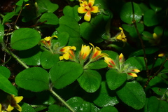Lysimachia tashiroi