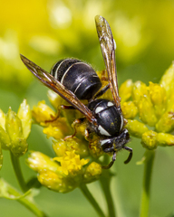 Media resource of Vespula consobrina